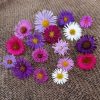 Все астры нашего сада в одной тарелке - листайте! 😉 🌼 17 сортов, названия знаем не у всех. Они добавляют яркие краски в осеннюю палитру сада 🎨 🌾🍁🍂 Цветут и радуют очень долго! 🌼☀💫