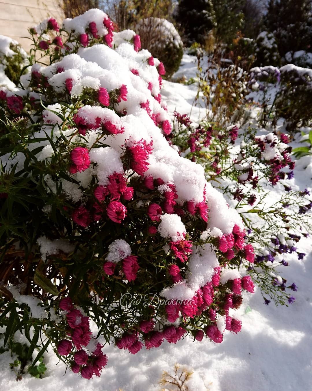 ❄️❄️❄️🌼🌼🌼😢