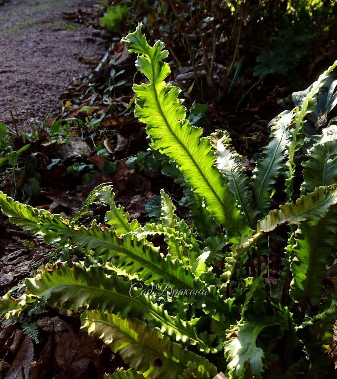 Папоротник листовик уходит в зиму с зелёными листьями (вайями) 🌿 "Зелёный свет" зажёгся у дорожки в утренних лучах, но сработал как стоп-сигнал) 💚🎆 Как не сфотографировать?)) Asplenium scolopendrum angustata 🌿