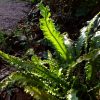 Папоротник листовик уходит в зиму с зелёными листьями (вайями) 🌿 "Зелёный свет" зажёгся у дорожки в утренних лучах, но сработал как стоп-сигнал) 💚🎆 Как не сфотографировать?)) Asplenium scolopendrum angustata 🌿