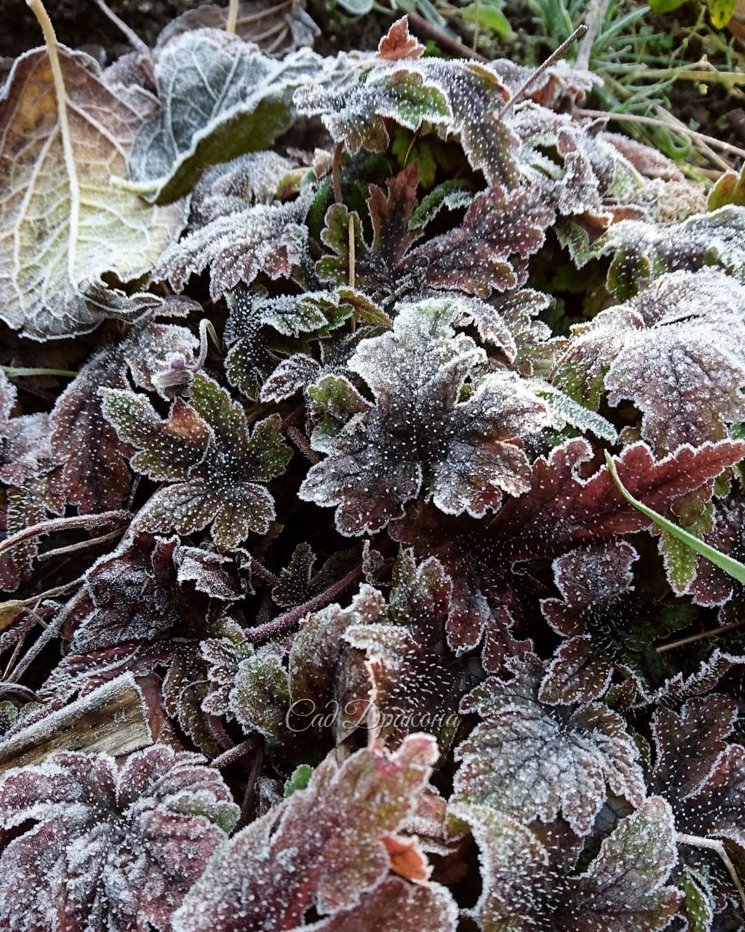 Иней - и увядшие листья делает столь же прекрасными, как и живые... 🍂❄️🌿❄️💫