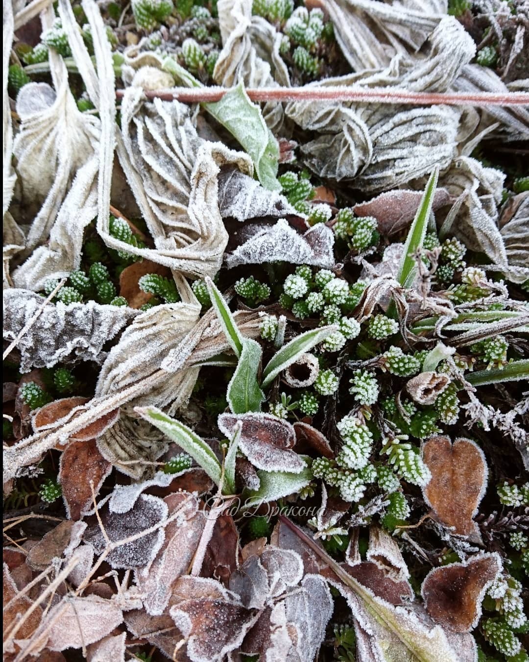 Иней - и увядшие листья делает столь же прекрасными, как и живые... 🍂❄️🌿❄️💫