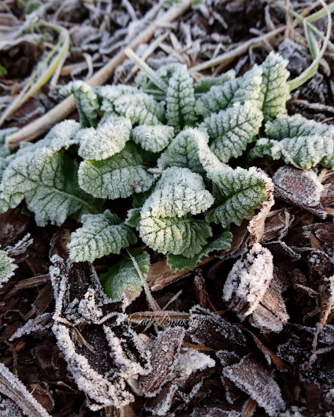 Иней - и увядшие листья делает столь же прекрасными, как и живые... 🍂❄️🌿❄️💫