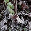 Иней - и увядшие листья делает столь же прекрасными, как и живые... 🍂❄️🌿❄️💫