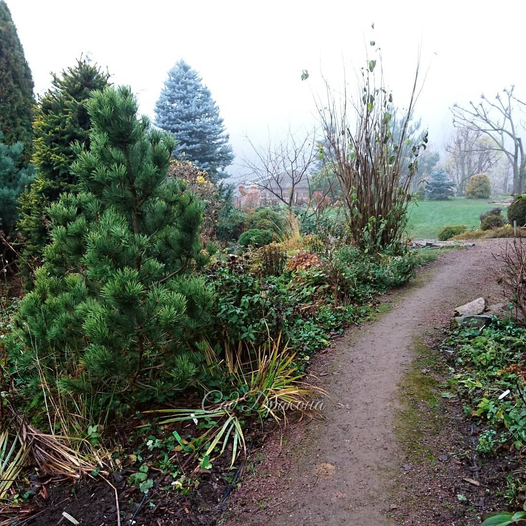 Очень нравятся эти туманные дни 🌫🌫 Совсем другие картины сада 🌲🌳🍃