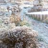 Несколько фото нижнего сада. ❄️ Без инея там сейчас - полупустые цветники, голые кусты, хвойных мало. Мороз соткал сверкающую паутину 🕸 ❄️ из веточек и травинок. 💫🌾✨ Стало совсем по-другому! 😊❄️