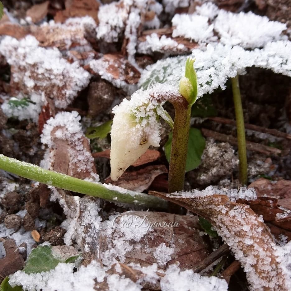 Они пережили морозы 🌬❄️ Несколько дней... Ночью доходило до -12°! Конечно, эти бутоны - примулы и морозника - не распустятся, 💐💮 а папоротники многорядники не так зелены, как прежде, но их стойкость поражает! 💚 💚 💚