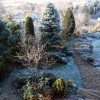 Фото времён мороза ❄️ С одной стороны - хорошо, что потеплело, а с другой - когда ещё погуляешь в искрящемся саду по хрустящей траве? ✨🌱😉