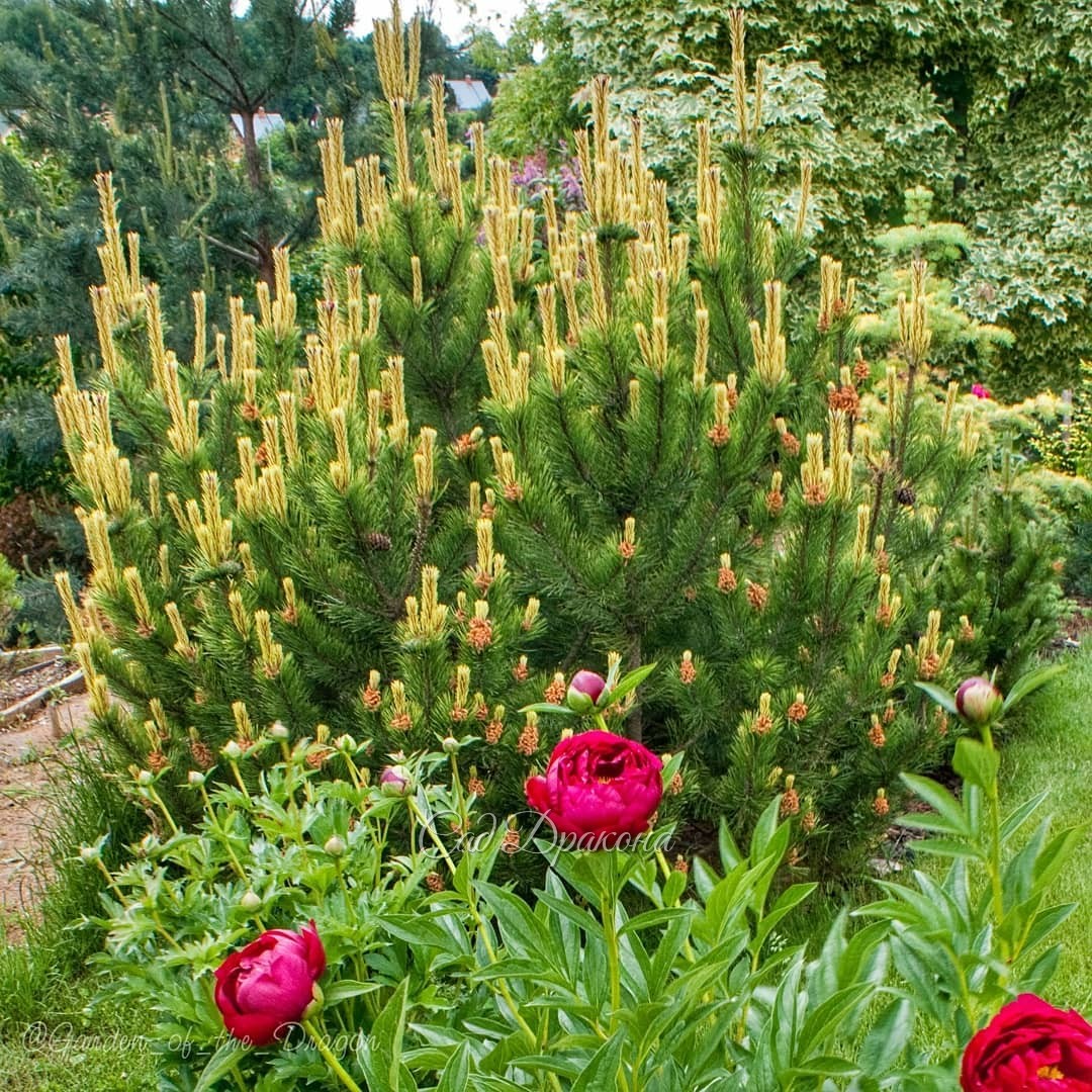 О хвойных 😊🌲 На первом фото сосна в 2012 году, на втором - сейчас. 💛 Это горная сосна с жёлтыми весенними приростами, сорт Frühlinsgold (Фрёйлинсголд, "Весеннее золото"). ☀ Мы её сразу полюбили, и хотели, чтобы она выросла большая, поэтому не щипали. А на