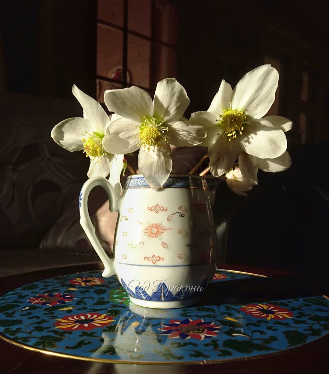 Низкое зимнее солнце освещает цветы морозника 🌻 Пришлось их срезать, когда похолодало до -12°... В вазе они простояли неделю, но на балконе. В комнате, наверное, не больше пары дней 🤗 Тоже интересный опыт 😍💐