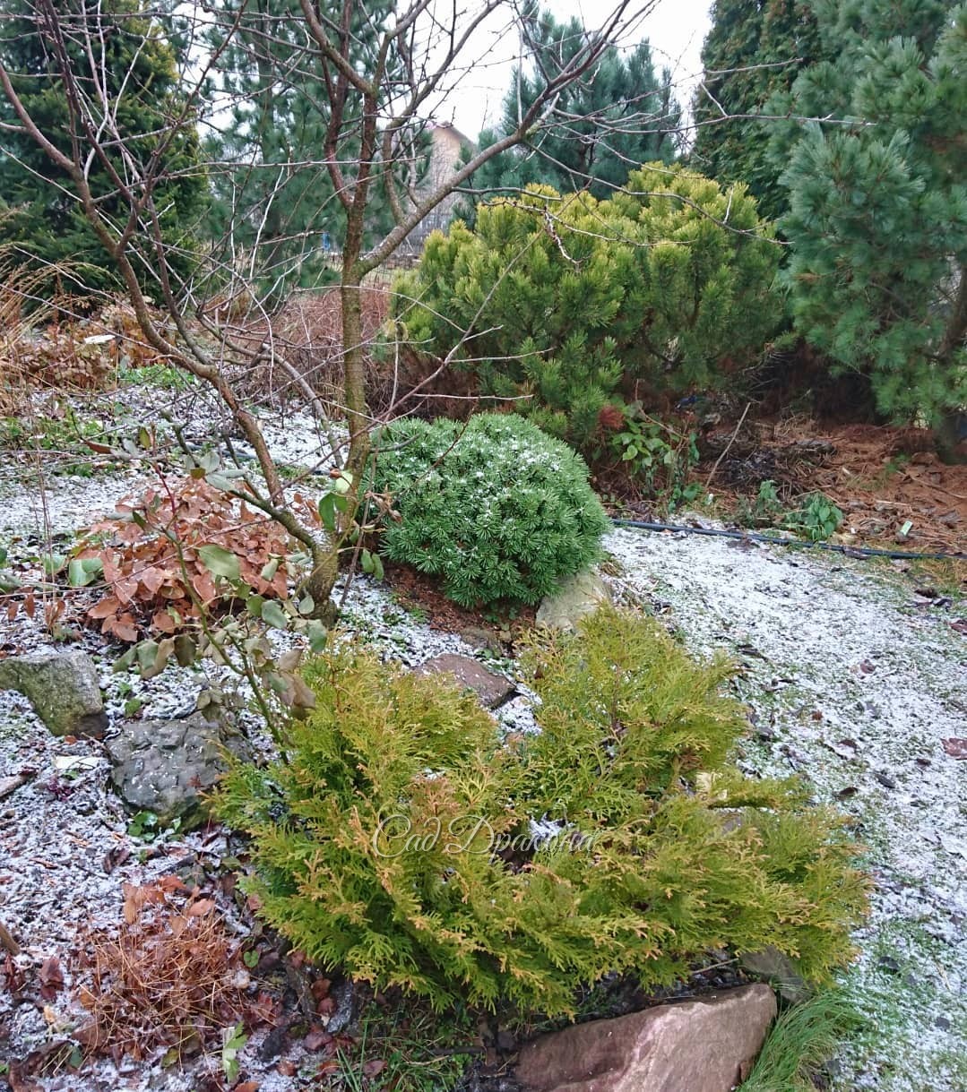 Самые милые карликовые хвойные 🌲💝 😊 Очаровательная "подушечка" - сосна горная Benjamin 💚 На фото 2,3 - как она выглядит сейчас. Растёт у нас 10 лет. Достигла диаметра 60см, высоты 30, не теряет правильную форму. 💚Множество веточек с короткими хвоинками, к
