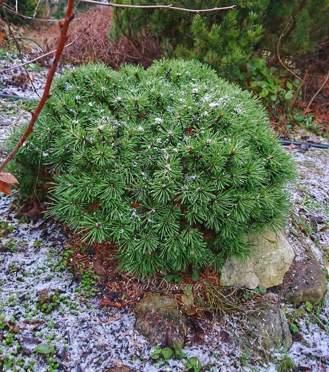 Самые милые карликовые хвойные 🌲💝 😊 Очаровательная "подушечка" - сосна горная Benjamin 💚 На фото 2,3 - как она выглядит сейчас. Растёт у нас 10 лет. Достигла диаметра 60см, высоты 30, не теряет правильную форму. 💚Множество веточек с короткими хвоинками, к