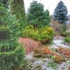 О хвойных среднего размера :)🌲 В центре композиции сосна горная Wintergold. 💛 Отпущенная на свободу она разрослась до 3х метров в ширину при высоте 1,3м Сомкнулась со всеми соседями, и этой весной мы начали её прищипывать.💛 За ней пушистстая голубоватая с