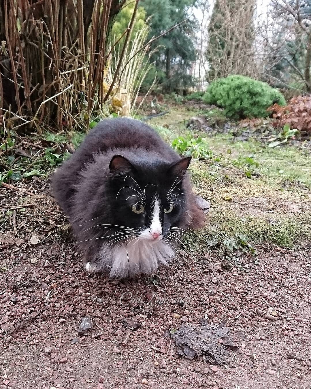 Кот, сад, туман 🐈🍃🌫