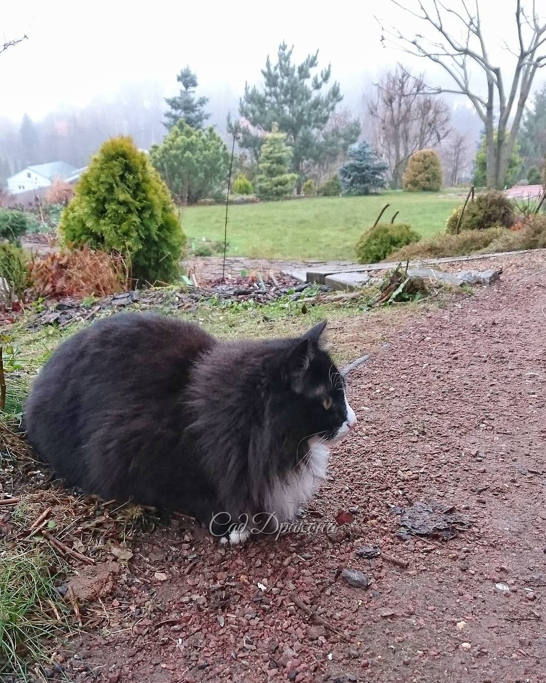Кот, сад, туман 🐈🍃🌫