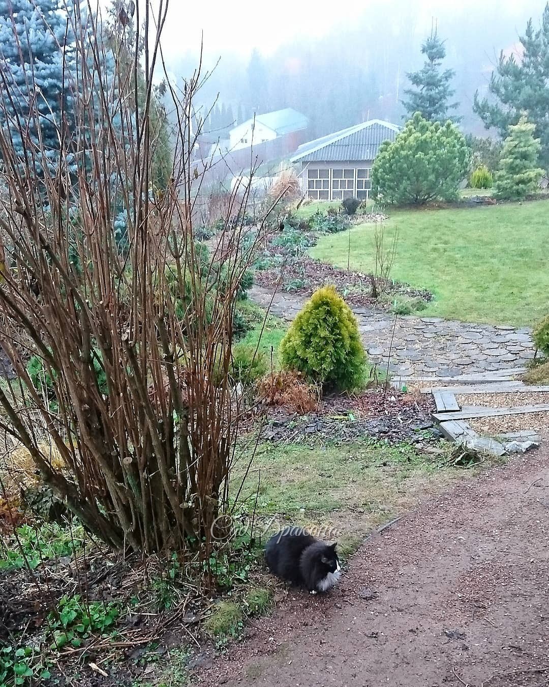 Кот, сад, туман 🐈🍃🌫