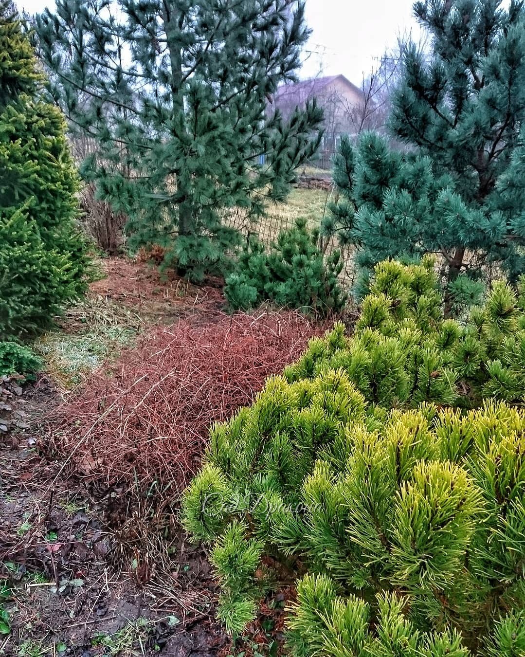 Вчера мы сосенку горную пересадили к забору 😀🌲 1-стало, 2- было. 💚 Дырку закрыли 😄 Забор у нас с соседкой, сами видите - сеточка 80см высотой. Теперь - на переднем плане сосна горная Wintergold, 💛 за ней сосна обыкновенная Waterery, 💙 потом пересаженная с