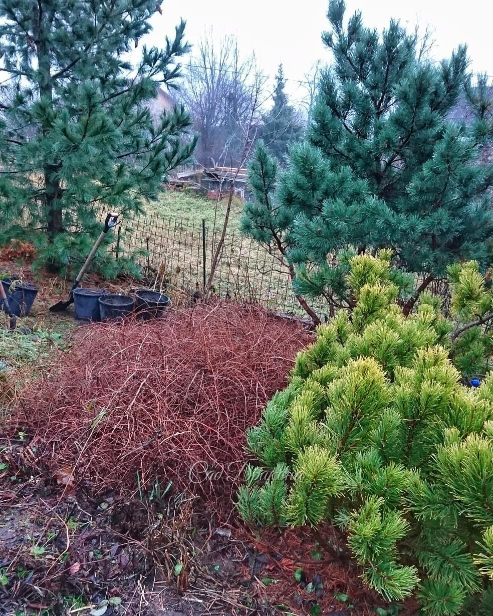 Вчера мы сосенку горную пересадили к забору 😀🌲 1-стало, 2- было. 💚 Дырку закрыли 😄 Забор у нас с соседкой, сами видите - сеточка 80см высотой. Теперь - на переднем плане сосна горная Wintergold, 💛 за ней сосна обыкновенная Waterery, 💙 потом пересаженная с