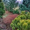 Вчера мы сосенку горную пересадили к забору 😀🌲 1-стало, 2- было. 💚 Дырку закрыли 😄 Забор у нас с соседкой, сами видите - сеточка 80см высотой. Теперь - на переднем плане сосна горная Wintergold, 💛 за ней сосна обыкновенная Waterery, 💙 потом пересаженная с