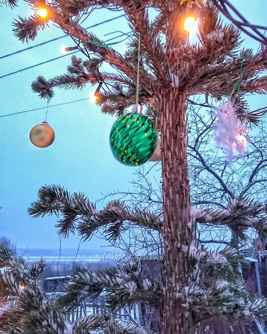 У нас две новости. Первая - мы нарядили нашу ёлочку Lucky Strike 🎄на улице. Украшенная, она тоже забавная, ✨ и её теперь видно из конца в конец улицы. ✨ Народ уже съезжается на праздники, всех встречает наша "зелёная пушистая красавица" 😁🎄🎆🎆🎆 А вторая нов