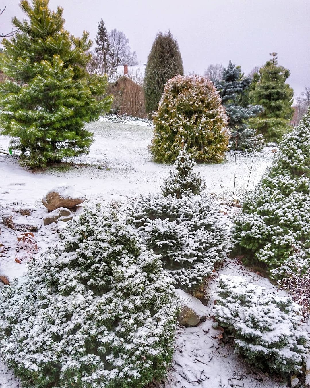 Идёт снег 🌨 Заканчивается тёплый зелёный декабрь 🌲🍀 Заканчивается 2019 год, который был добрым для нас, очень насыщенным, и принёс много перемен, думаем, к лучшему. 🙋‍♂️🙋‍♀️💚 Спасибо всем друзьям, старым и новым, кто интересовался нашим садом, 🏞 смотрел ф