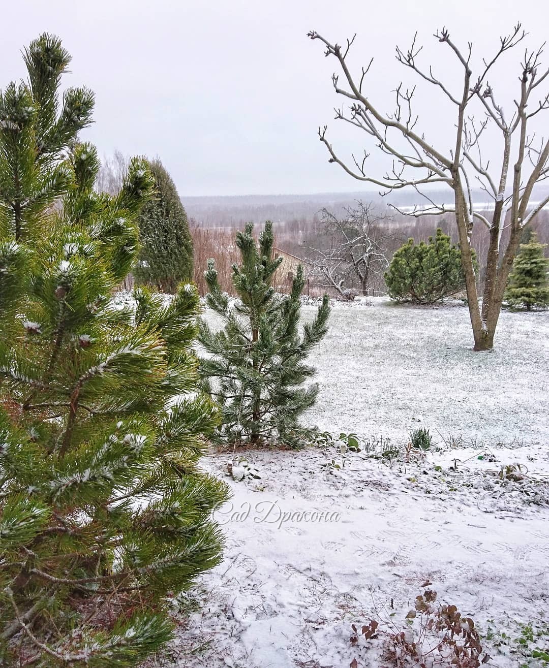 Идёт снег 🌨 Заканчивается тёплый зелёный декабрь 🌲🍀 Заканчивается 2019 год, который был добрым для нас, очень насыщенным, и принёс много перемен, думаем, к лучшему. 🙋‍♂️🙋‍♀️💚 Спасибо всем друзьям, старым и новым, кто интересовался нашим садом, 🏞 смотрел ф