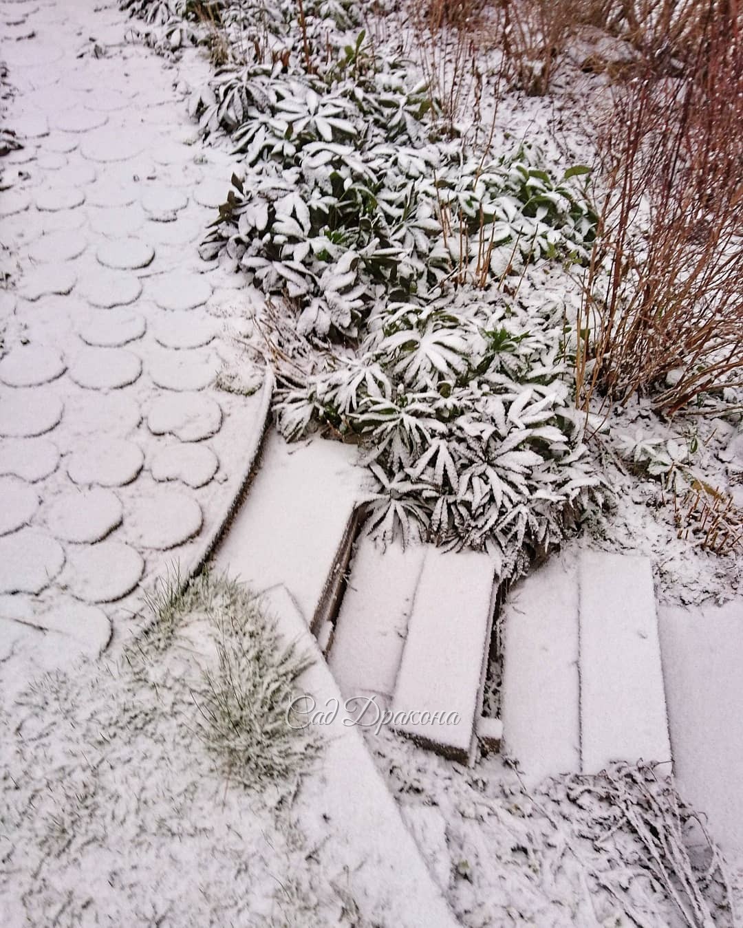 Идёт снег 🌨 Заканчивается тёплый зелёный декабрь 🌲🍀 Заканчивается 2019 год, который был добрым для нас, очень насыщенным, и принёс много перемен, думаем, к лучшему. 🙋‍♂️🙋‍♀️💚 Спасибо всем друзьям, старым и новым, кто интересовался нашим садом, 🏞 смотрел ф