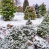 Идёт снег 🌨 Заканчивается тёплый зелёный декабрь 🌲🍀 Заканчивается 2019 год, который был добрым для нас, очень насыщенным, и принёс много перемен, думаем, к лучшему. 🙋‍♂️🙋‍♀️💚 Спасибо всем друзьям, старым и новым, кто интересовался нашим садом, 🏞 смотрел ф