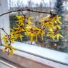 На окне форзиция цветёт 🌻🌻🌻💫😊