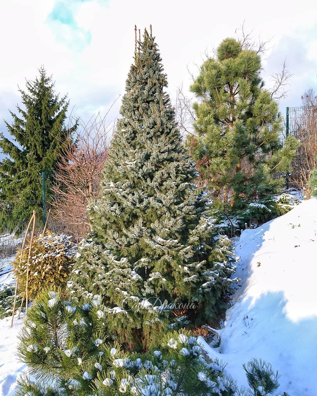 ☀🌲 У нас и в саду есть "рождественская ель", это ель сербская Нана. Picea omorica Nana 🌲 В этом году в первый раз мы её чуть подформировали. ✂️ До этого она и без стрижки держала почти идеальную форму. 🌲 Растёт очень медленно. 💚