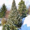 ☀🌲 У нас и в саду есть "рождественская ель", это ель сербская Нана. Picea omorica Nana 🌲 В этом году в первый раз мы её чуть подформировали. ✂️ До этого она и без стрижки держала почти идеальную форму. 🌲 Растёт очень медленно. 💚