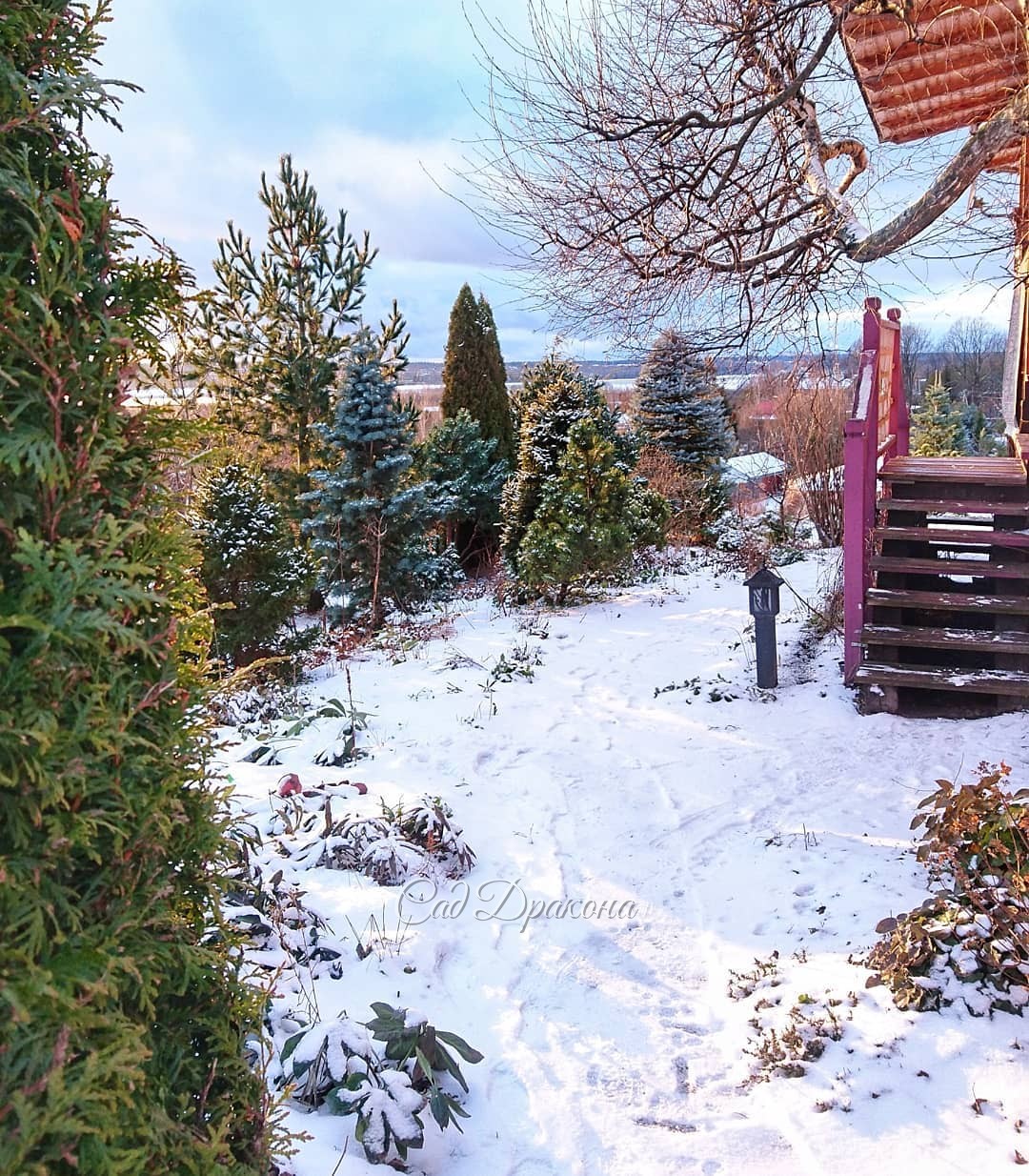 Зимуем... 😊🌲❄️ Немного снега,❄️ и маловато солнца.... ☀ Сад не растёт... Один наш заказчик - образованный человек - на полном серьёзе выговаривал Жене: "Знаете, летом сад хорошо рос, а зимой совсем никак, я разочарован..." 😒🙃 А я мечтаю побороть вирус 🤧и 