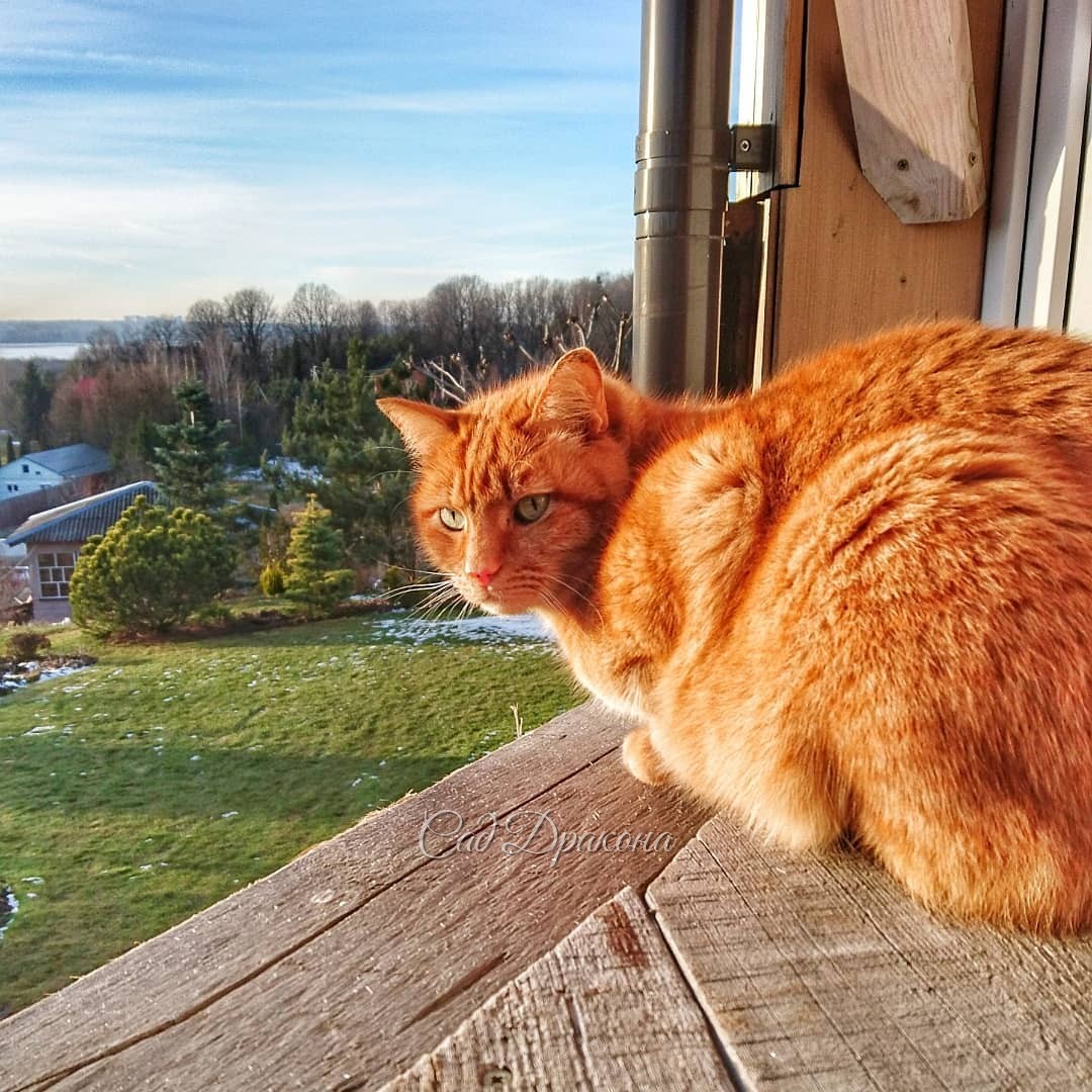 Солнышко радует всех, и всем идёт солнечный свет 🐱☀😊 Персик в зимней пушистой шубке 18 января на крыльце. 🐈☀