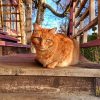 Солнышко радует всех, и всем идёт солнечный свет 🐱☀😊 Персик в зимней пушистой шубке 18 января на крыльце. 🐈☀