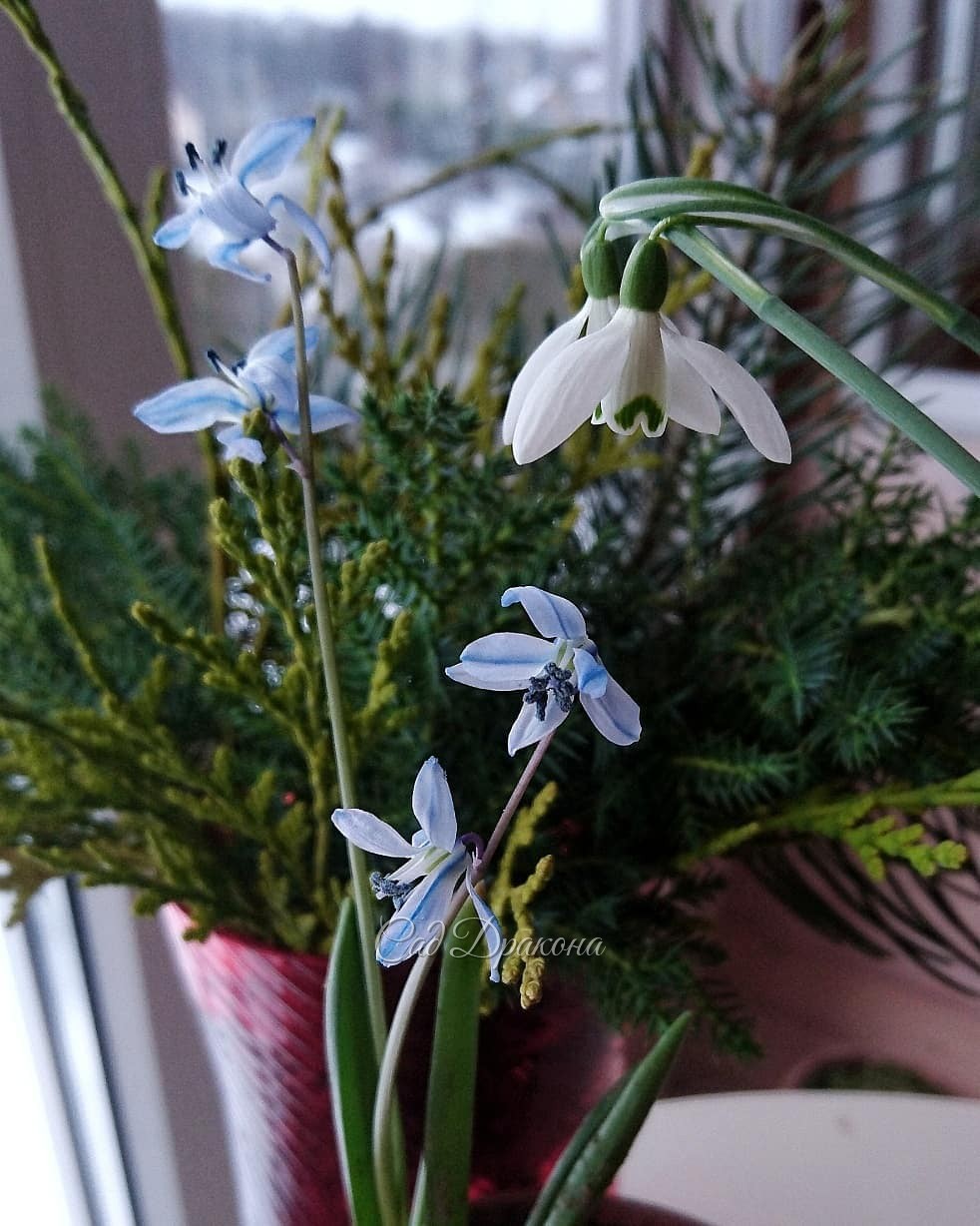 Весна на балконе ??
