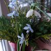 Весна на балконе 🌱💙
