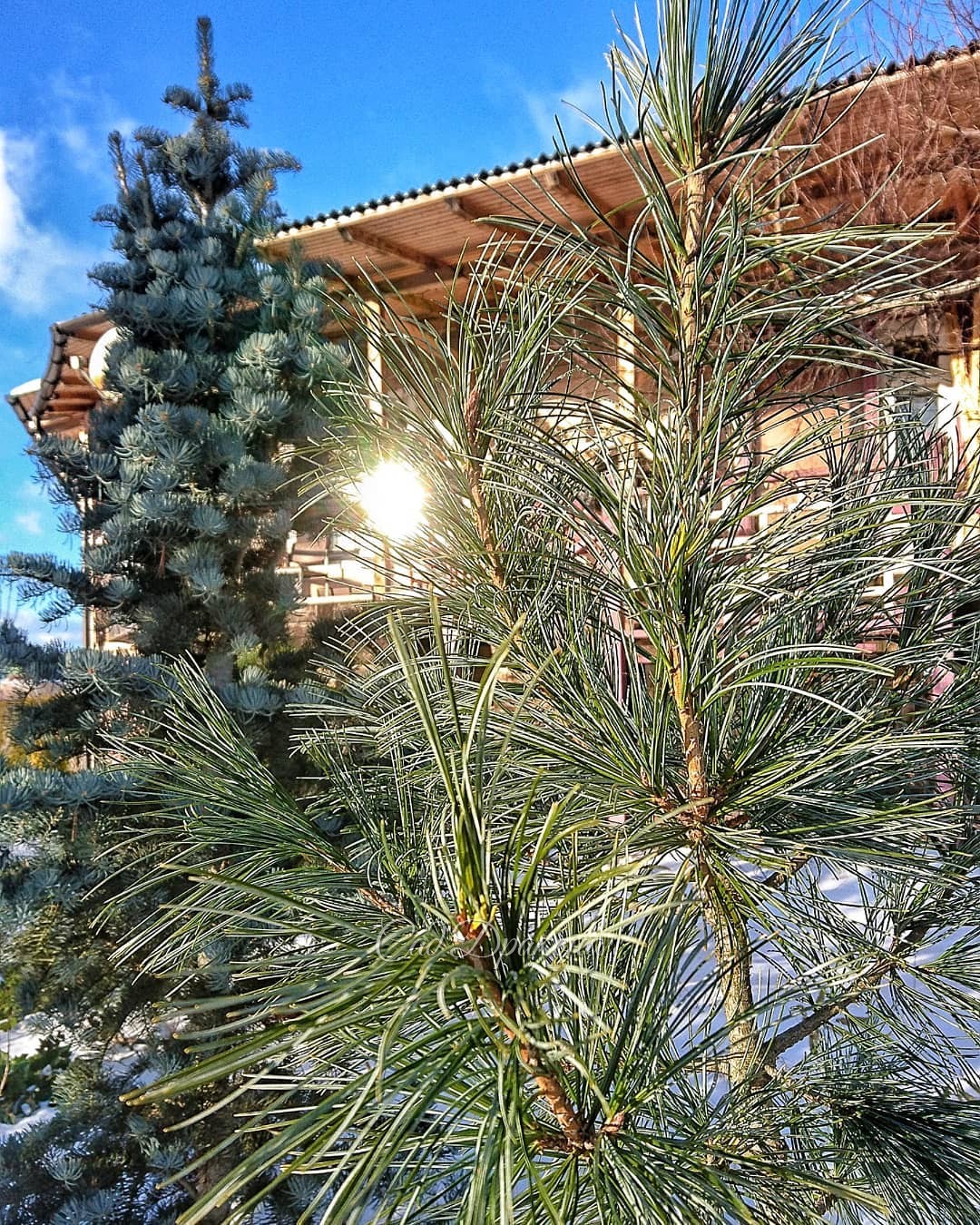 Сосна кедровая корейская и пихта одноцветная Compacta 🌲 поймали отражение солнышка в окне ☀😊 Так мало ясных дней этой зимой, ловим солнце! ☀☀☀