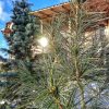 Сосна кедровая корейская и пихта одноцветная Compacta 🌲 поймали отражение солнышка в окне ☀😊 Так мало ясных дней этой зимой, ловим солнце! ☀☀☀