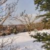Обстригала венгерскую сирень - нашла новый ракурс) Наш участок поперёк, от забора соседки.)) Семена сирени всегда оставлям надолго - их любят снегири, 🐦🐦 наряду с семенами клёнов приречного и татарского. 🍁🍂 Недавно в одночасье общипали все крылатки - то в
