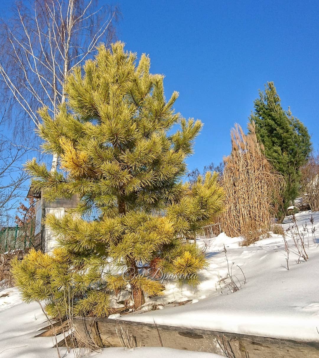Три довольно взрослых сосны для вас в этот солнечный яркий день 😊🔆 🌲