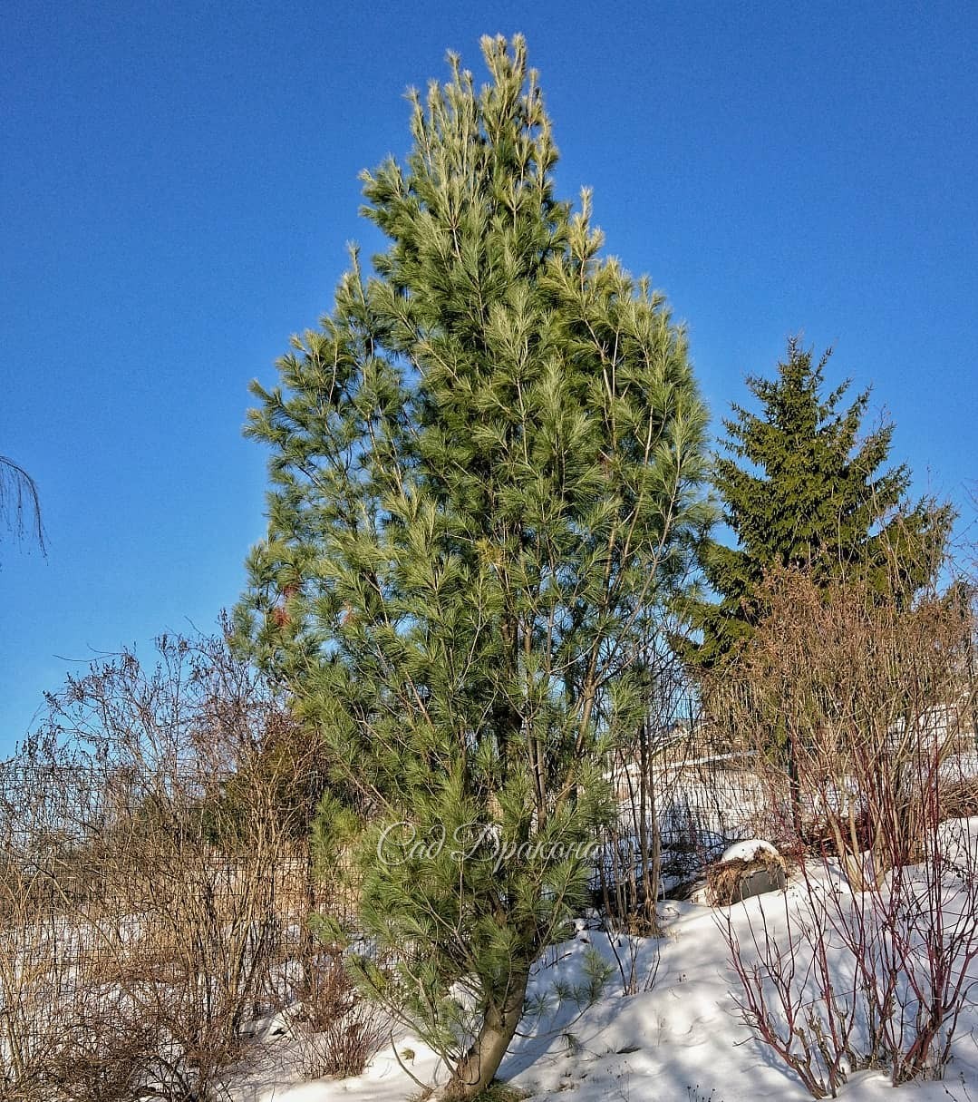 Три довольно взрослых сосны для вас в этот солнечный яркий день 😊🔆 🌲