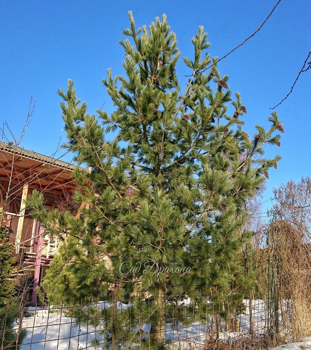 Три довольно взрослых сосны для вас в этот солнечный яркий день 😊🔆 🌲