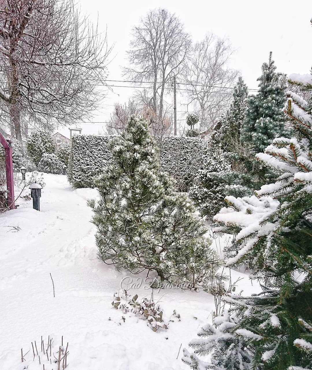 Снег с утра подтаял, 💧а к вечеру опять пошёл... 🌨 Зелёный сад - белый сад 🌲🌲🌲❄️❄️❄️😁 На улице приятно, тепло. Только скользко! 🏂 Кто знает, какой у нас склон 😂 На кур хожу, опираясь на лопату 😅 🐓 🐔🐔🐔 И Оссе со мной ходит, носится вокруг - давай, поиграем!