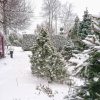 Снег с утра подтаял, 💧а к вечеру опять пошёл... 🌨 Зелёный сад - белый сад 🌲🌲🌲❄️❄️❄️😁 На улице приятно, тепло. Только скользко! 🏂 Кто знает, какой у нас склон 😂 На кур хожу, опираясь на лопату 😅 🐓 🐔🐔🐔 И Оссе со мной ходит, носится вокруг - давай, поиграем!