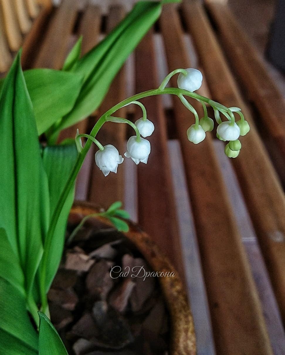 К Дню Влюблённых зацвёл ландыш - ароматный весенний привет! 💚💚💚