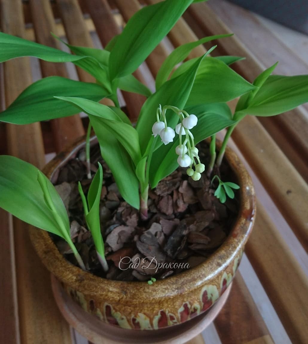 К Дню Влюблённых зацвёл ландыш - ароматный весенний привет! 💚💚💚