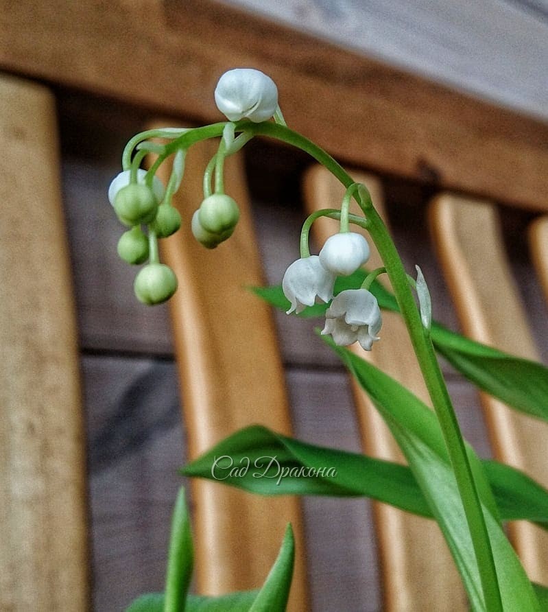 К Дню Влюблённых зацвёл ландыш - ароматный весенний привет! 💚💚💚