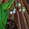 К Дню Влюблённых зацвёл ландыш - ароматный весенний привет! 💚💚💚