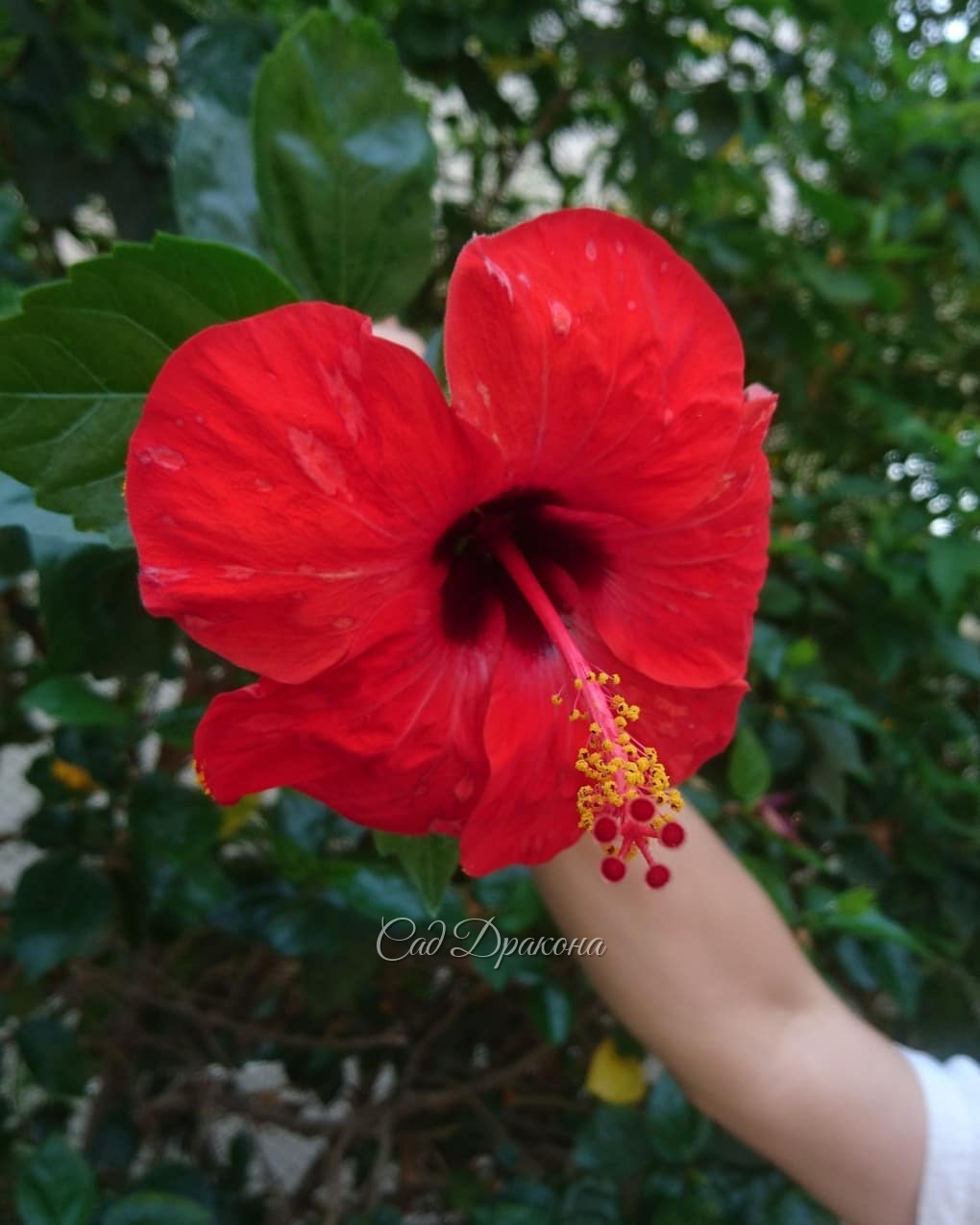 Гибискусы 🌺 🌺 - как же без них?) И неизвестные нам жёлтые цветы 💐 на дереве. 🌳 Хозяйка отеля - англичанка Дебора Реббит. Мы спрашивали, когда были здесь в 2008 году - сад отеля проектировал английский профессор. Это было уже давно, но сад прекрасный и оче