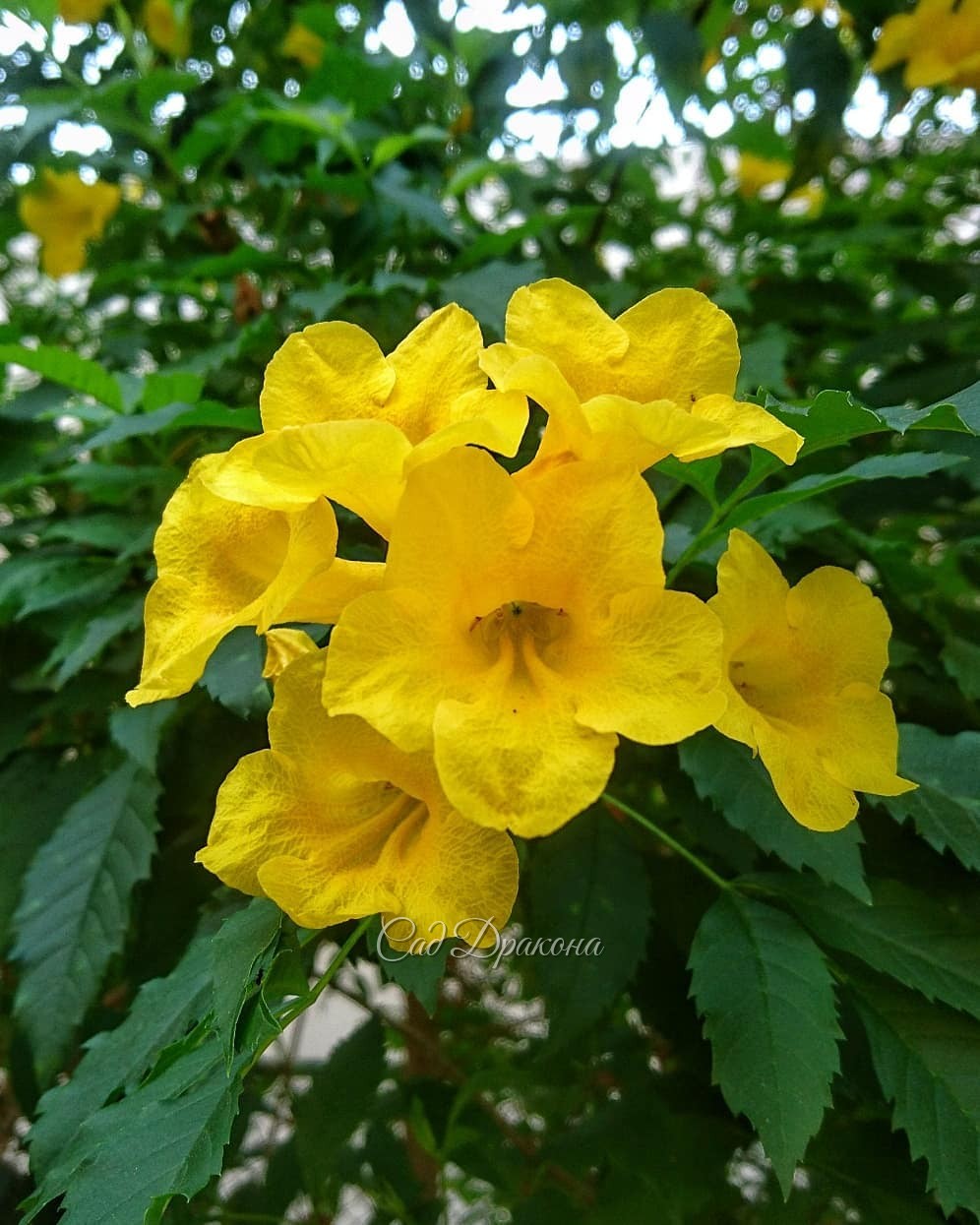 Гибискусы 🌺 🌺 - как же без них?) И неизвестные нам жёлтые цветы 💐 на дереве. 🌳 Хозяйка отеля - англичанка Дебора Реббит. Мы спрашивали, когда были здесь в 2008 году - сад отеля проектировал английский профессор. Это было уже давно, но сад прекрасный и оче